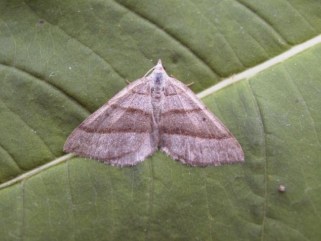 July Belle (Scotopteryx luridata), adult. Beacon Hill, 07-07-2006. Copyright Keith Dover.