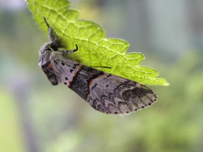 Poplar Kitten (Furcula bifida), adult. Chester-le-Street, 13-06-2007. Copyright Keith Dover.