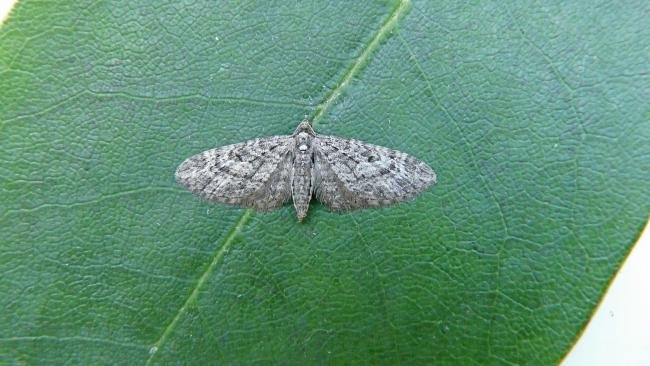 Larch Pug (Eupithecia lariciata), adult. Chester-le-Street, 21-07-2013. Copyright Keith Dover.