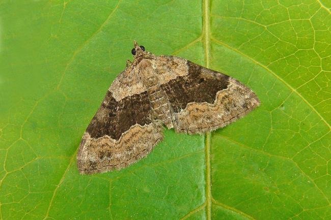 Large Twin-spot Carpet (Xanthorhoe quadrifasiata), adult. Chester-le-Street, 18-07-2014. Copyright Keith Dover.