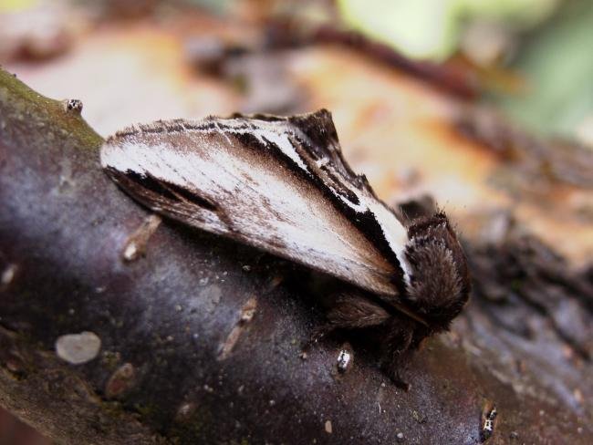 Lesser Swallow Prominent (Pheosia gnoma), adult. Chopwell Wood, 20-05-2005. Copyright Keith Dover.