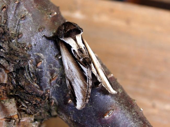 Lesser Swallow Prominent (Pheosia gnoma), adult. Chopwell Wood, 20-05-2005. Copyright Keith Dover.