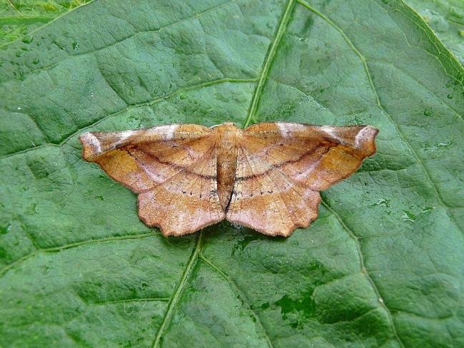 Lilac Beauty (Apeira syringaria), adult. Chester-le-Street, 27-06-2009. Copyright Keith Dover.