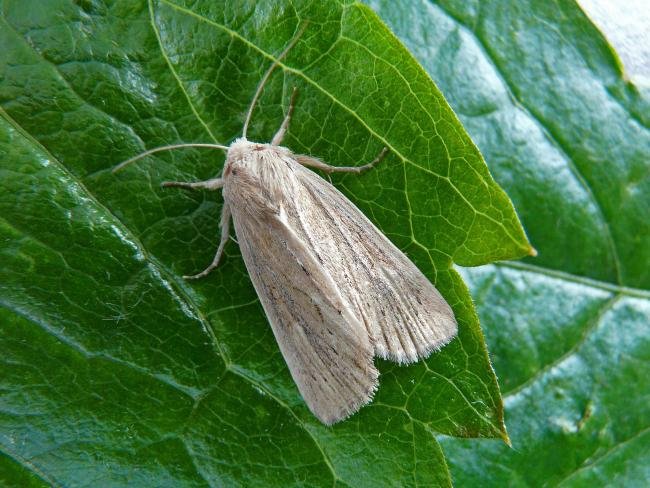 Lyme Grass (Longalatedes elymi), adult. 15-06-2009. Copyright Keith Dover.