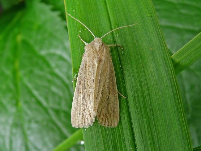 Lyme Grass (Longalatedes elymi), adult. 15-06-2009. Copyright Keith Dover.