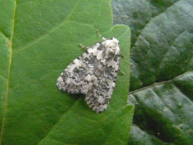 Marbled Beauty (Bryophila domestica), adult. Chester-le-Street, 21-07-2009. Copyright Keith Dover.