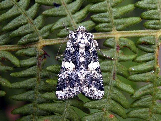 Marbled Coronet (Hadena confusa), adult. 29-07-2004. Copyright Keith Dover.