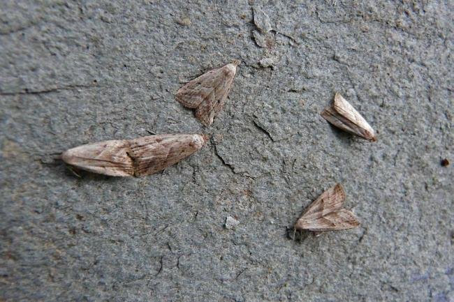 Marsh Oblique-barred (Hypenodes humidalis), adult. Chester-le-Street, 21-07-2014. Copyright Keith Dover.