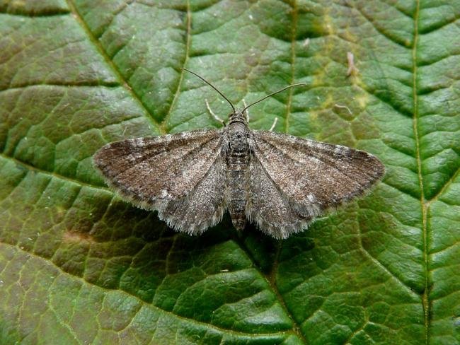 Marsh Pug (Eupithecia pygmaeata), adult. 15-06-2008. Copyright Keith Dover.