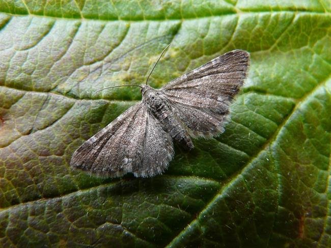 Marsh Pug (Eupithecia pygmaeata), adult. 15-06-2008. Copyright Keith Dover.