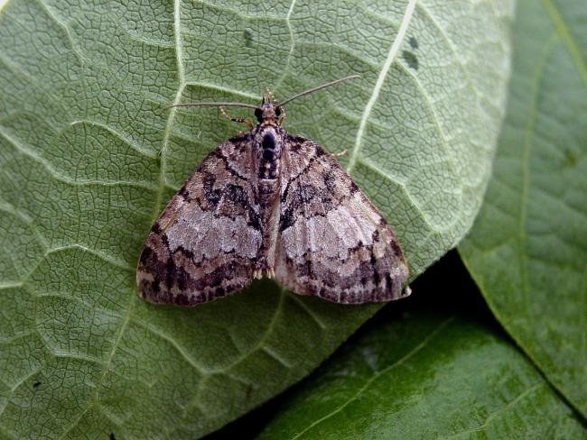 May Highflyer (Hydriomena impluviata), adult. 14-07-2005. Copyright Keith Dover.