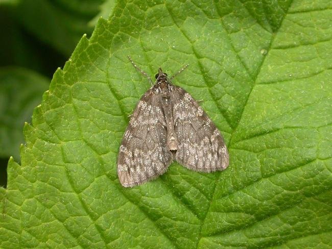 May Highflyer (Hydriomena impluviata), adult. Chester-le-Street, 03-05-2007. Copyright Keith Dover.