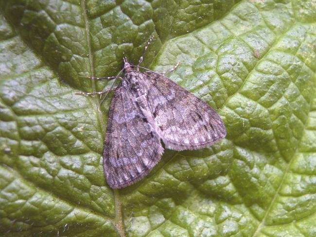 May Highflyer (Hydriomena impluviata), adult. Chester-le-Street, 03-05-2007. Copyright Keith Dover.