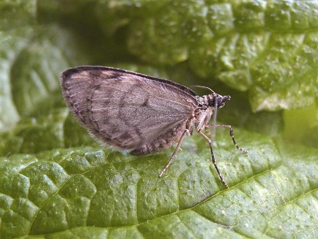 May Highflyer (Hydriomena impluviata), adult. Chester-le-Street, 03-05-2007. Copyright Keith Dover.