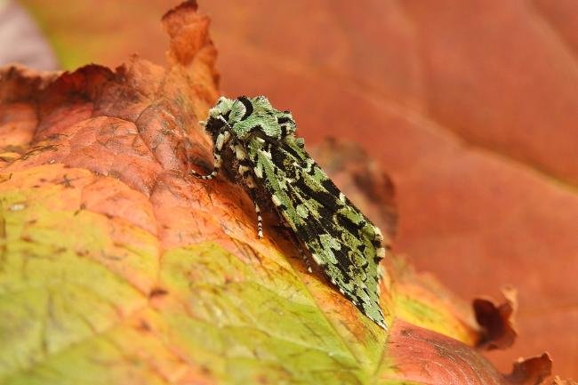 Merveille du Jour (Griposia aprilina), adult. Chester-le-Street, 20-10-2018. Copyright Keith Dover.