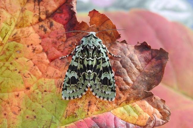 Merveille du Jour (Griposia aprilina), adult. Chester-le-Street, 20-10-2018. Copyright Keith Dover.