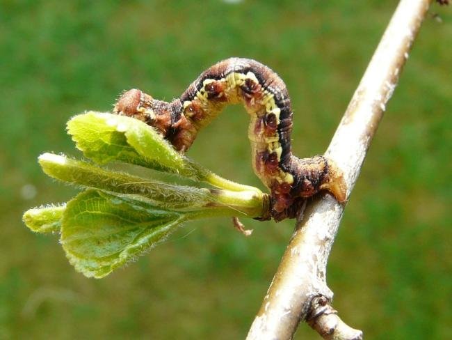 Mottled Umber (Erannis defoliaria), larval. Taken outside Durham, 12-05-2010. Copyright Keith Dover.