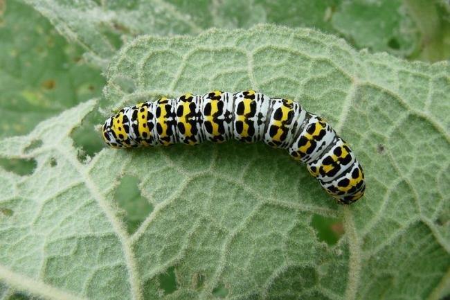 Mullein (Cucullia verbasci), larval. Simpasture Junction, 10-06-2011. Copyright Keith Dover.