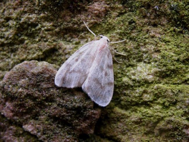 Muslin Footman (Nudaria mundana), adult. 17-07-2004. Copyright Keith Dover.