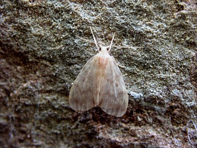 Muslin Footman (Nudaria mundana), adult. 15-07-2006. Copyright Keith Dover.