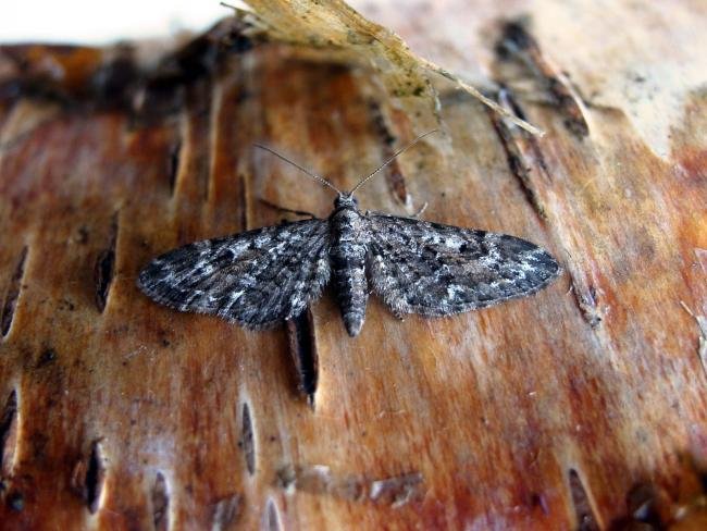 Narrow-winged Pug (Eupithecia nanata), adult. Taken outside Durham, 14-07-2005. Copyright Keith Dover.