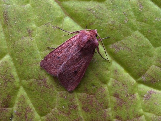 Neglected Rustic (Xestia castanea), adult. Knitsley Fell, 18-08-2004. Copyright Keith Dover.