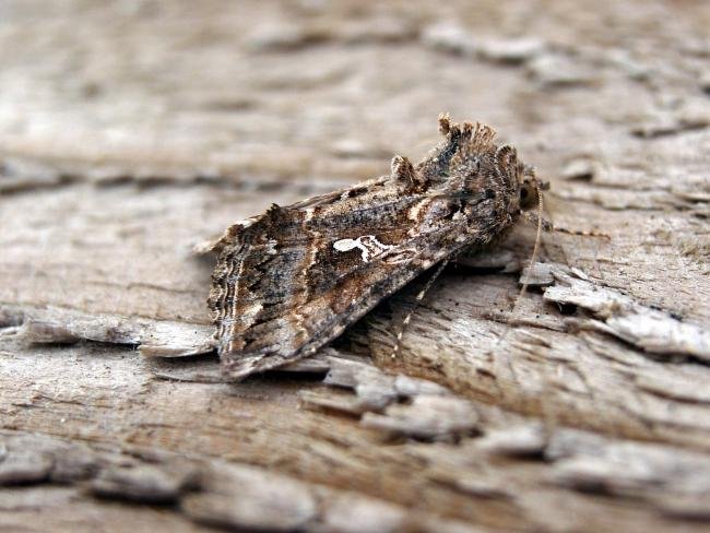 Ni Moth (Trichoplusia ni), adult. Souter Lighthouse, 14-08-2006. Copyright Keith Dover.