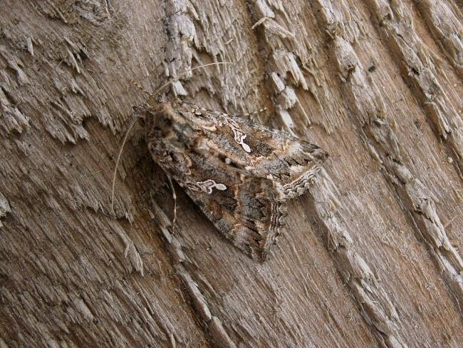 Ni Moth (Trichoplusia ni), adult. Souter Lighthouse, 14-08-2006. Copyright Keith Dover.