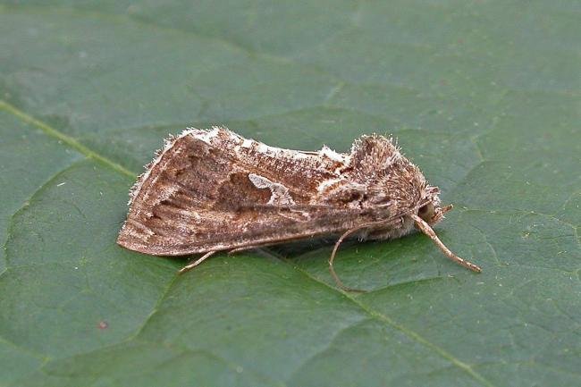 Ni Moth (Trichoplusia ni), adult. Chester-le-Street. Copyright Keith Dover.