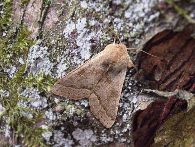 Northern Drab (Orthosia opima), adult. 06-02-2006. Copyright Keith Dover.