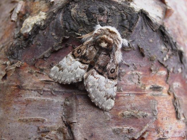 Nut-tree Tussock (Colocasia coryli), adult. 14-05-2006. Copyright Keith Dover.