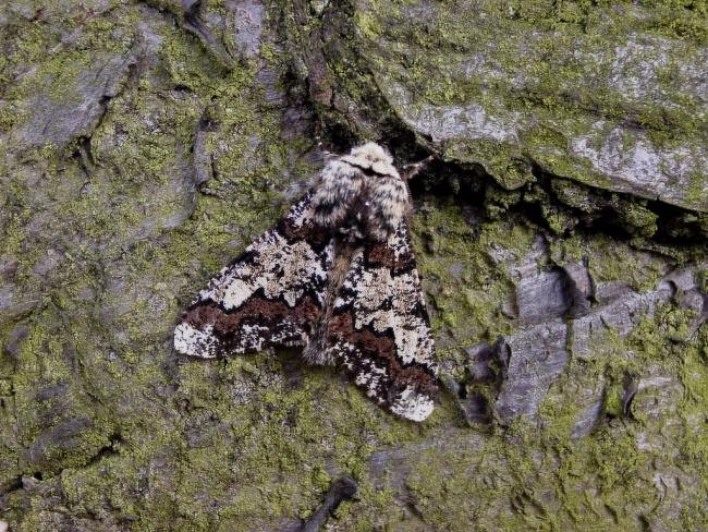 Oak Beauty (Biston strataria), adult. Chester-le-Street. Copyright Keith Dover.