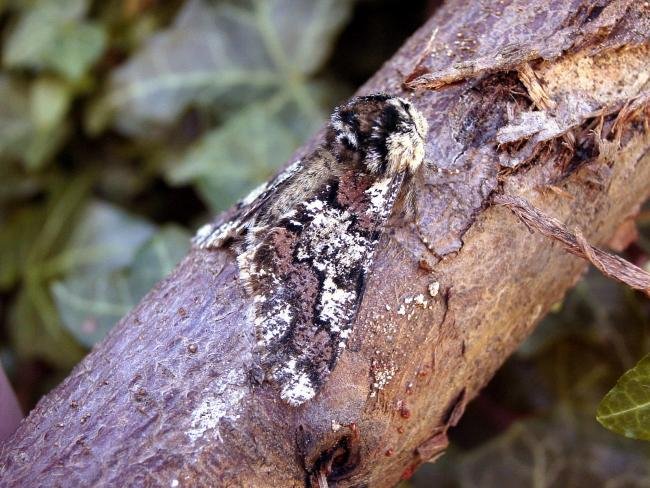 Oak Beauty (Biston strataria), adult. Chester-le-Street, 14-03-2007. Copyright Keith Dover.