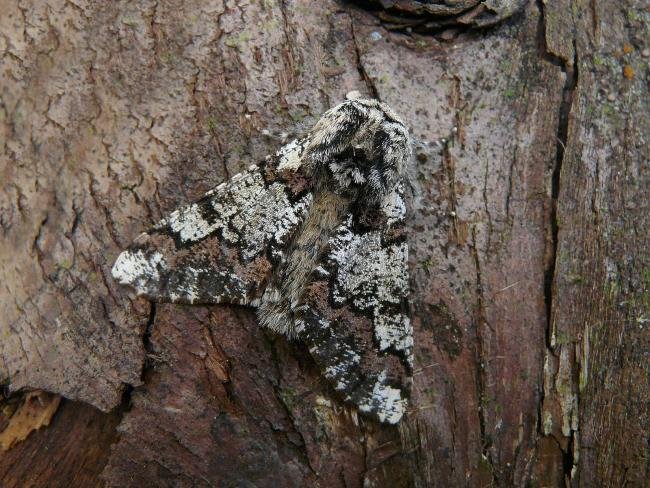 Oak Beauty (Biston strataria), adult. Chester-le-Street, 13-03-2010. Copyright Keith Dover.