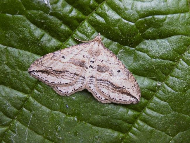 Oblique Carpet (Orthonama vittata), adult. 24-06-2006. Copyright Keith Dover.