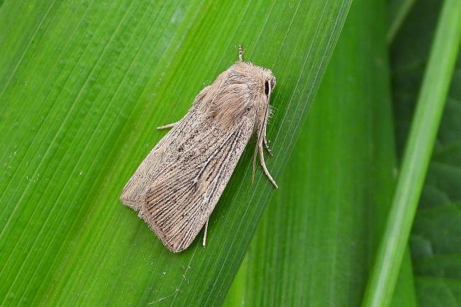 Obscure Wainscot (Leucania obsoleta), adult. Chester-le-Street, 24-06-2021. Copyright Keith Dover.