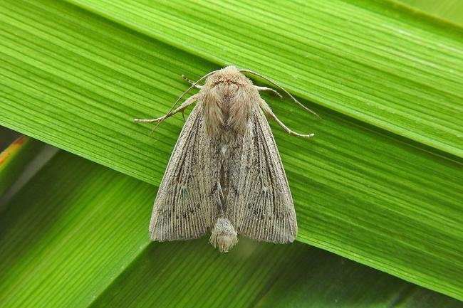 Obscure Wainscot (Leucania obsoleta), adult. 21-08-2018. Copyright Keith Dover.