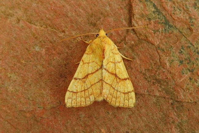 Orange Sallow (Tiliacea citrago), adult. Chester-le-Street, 27-08-2018. Copyright Keith Dover.