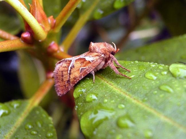 Orange Swift (Triodia sylvina), adult. Chester-le-Street, 25-07-2005. Copyright Keith Dover.