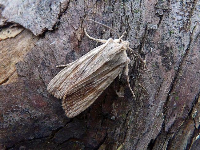 Pale Pinion (Lithophane socia), adult. Chester-le-Street, 23-03-2010. Copyright Keith Dover.