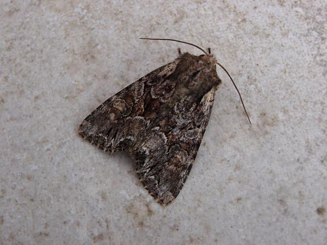 Pale-shouldered Brocade (Lacanobia thalassina), adult. Chester-le-Street, 19-06-2007. Copyright Keith Dover.