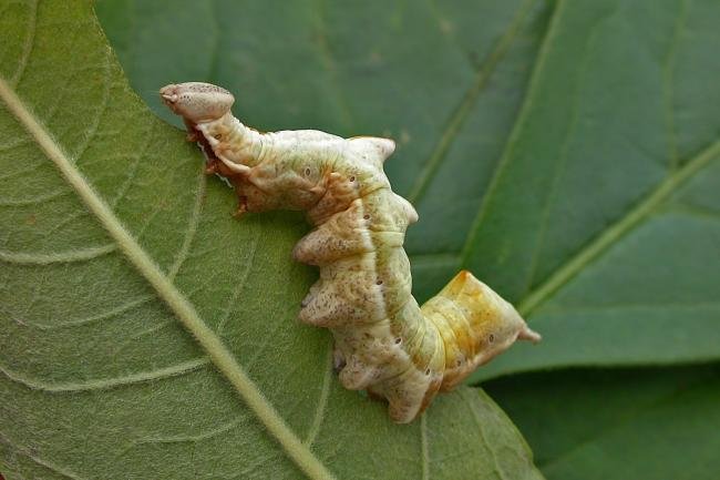 Pebble Prominent (Notodonta ziczac), larval. 26-08-2015. Copyright Keith Dover.