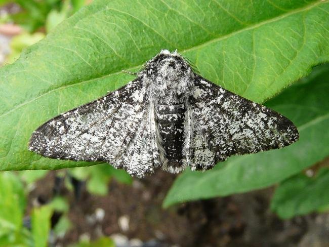 Peppered Moth (Biston betularia), adult. 14-06-2008. Copyright Keith Dover.