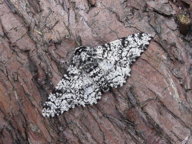 Peppered Moth (Biston betularia), adult. Chester-le-Street, 04-05-2007. Copyright Keith Dover.