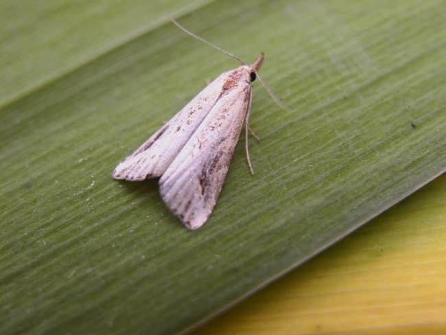 Pinion-streaked Snout (Schrankia costaestrigalis), adult. Taken outside Durham, 20-07-2006. Copyright Keith Dover.