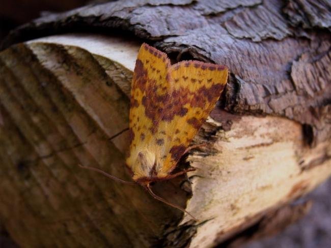 Pink-barred Sallow (Xanthia togata), adult. Knitsley Fell, 31-08-2004. Copyright Keith Dover.