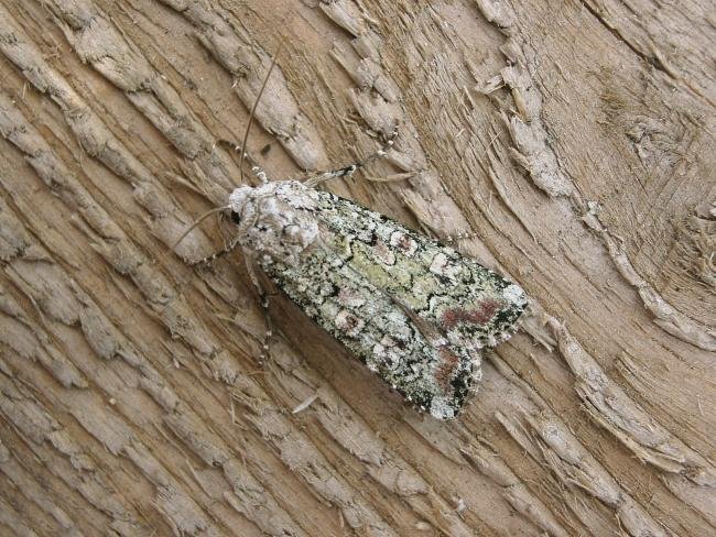 Portland Moth (Actebia praecox), adult. 17-08-2006. Copyright Keith Dover.