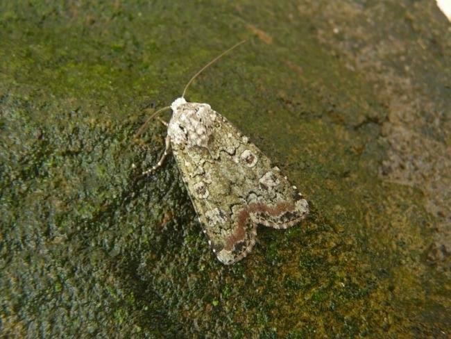 Portland Moth (Actebia praecox), adult. 05-08-2013. Copyright Keith Dover.