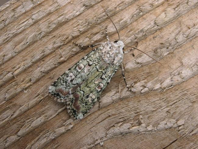 Portland Moth (Actebia praecox), adult. 17-08-2006. Copyright Keith Dover.