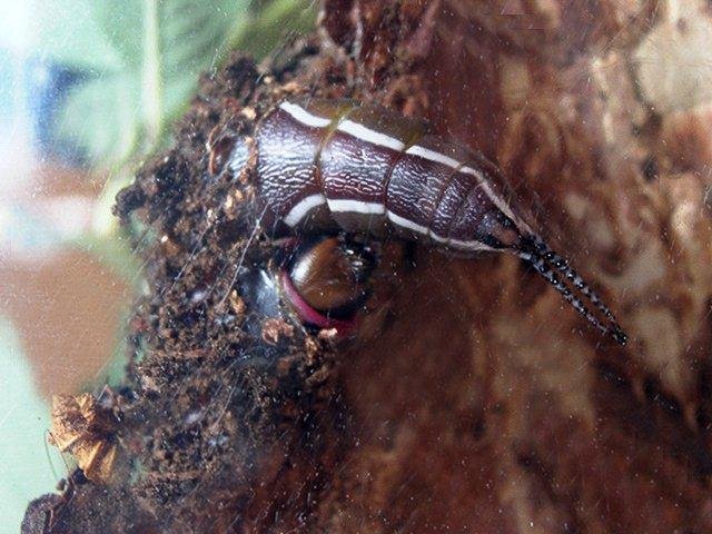 Puss Moth (Cerura vinula), larval. 02-01-1900. Copyright Keith Dover.